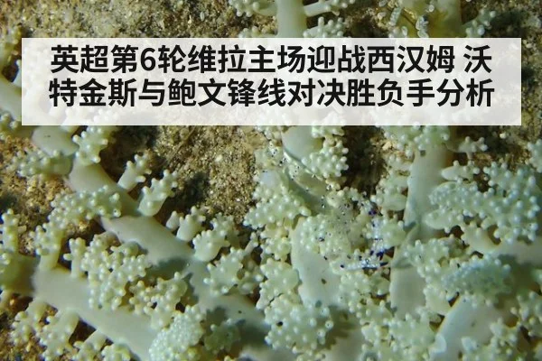 英超第6轮维拉主场迎战西汉姆 沃特金斯与鲍文锋线对决胜负手分析