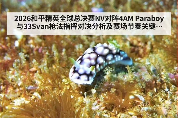 2026和平精英全球总决赛NV对阵4AM Paraboy与33Svan枪法指挥对决分析及赛场节奏关键回合